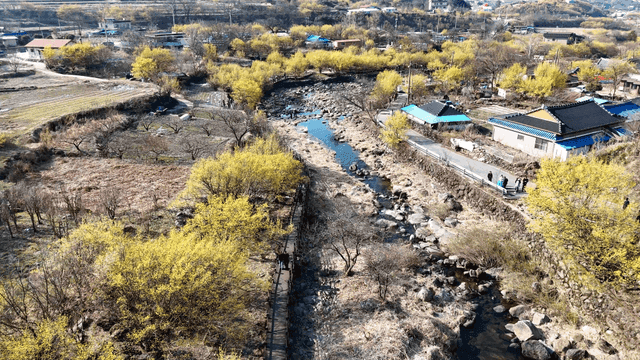 강이 있는 은행나무들이 핀 가을 시골 풍경