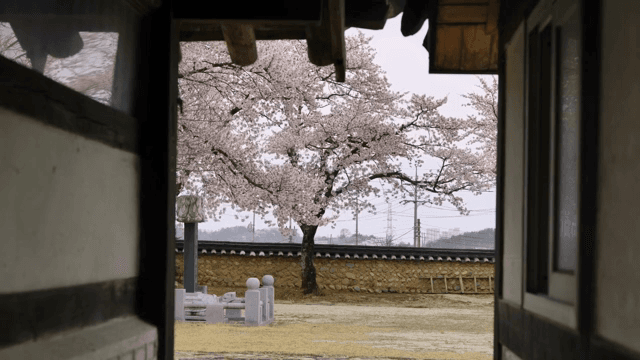 전통 한옥 마당의 벚꽃 나무