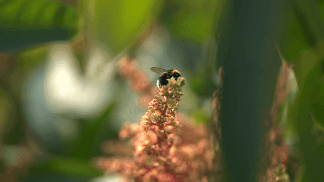 Bees collecting nectar from flowers
