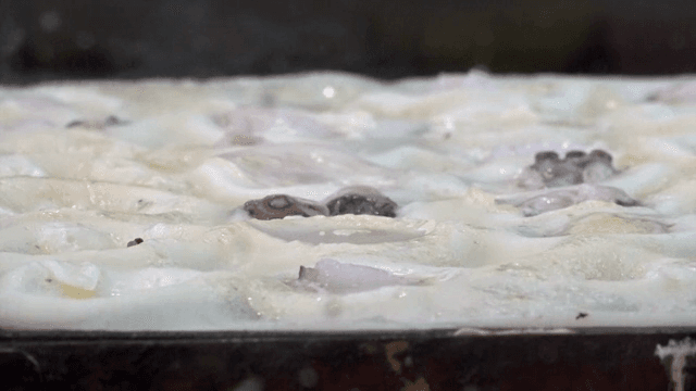 타코야키 팬에서 지글거리는 반죽