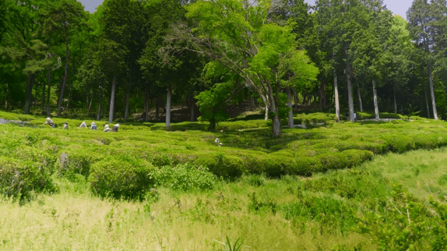 녹차밭에서 수확하는 사람들