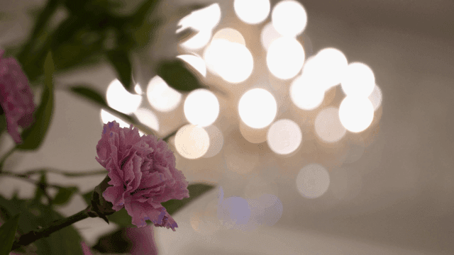 샹들리에를 배경으로 한 분홍색 카네이션