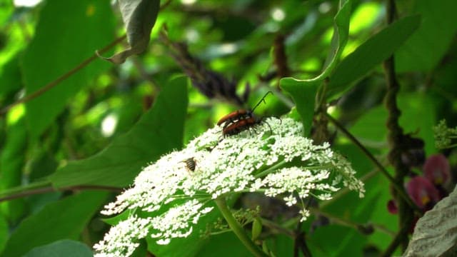 Insects on a white flower in a lush forest