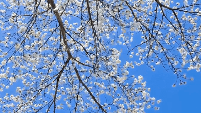 맑은 하늘을 배경으로 한 벚꽃