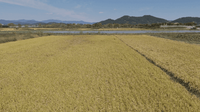 Wide rice field with tractor in distance