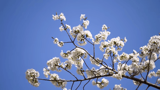 Cherry blossoms against a clear blue sky