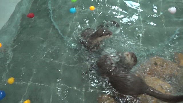 Otter playing with toys in water