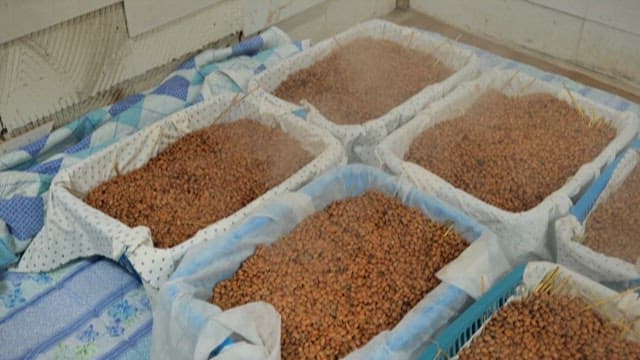 Cooked beans in a basket