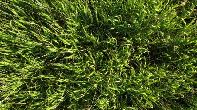 Overhead View of Lush Green Grass Field