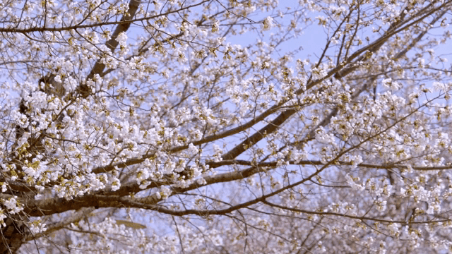 Cherry blossoms in full bloom on branches