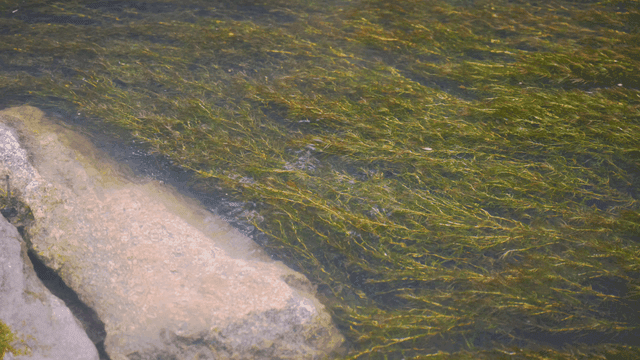 바위를 흐르는 맑은 물