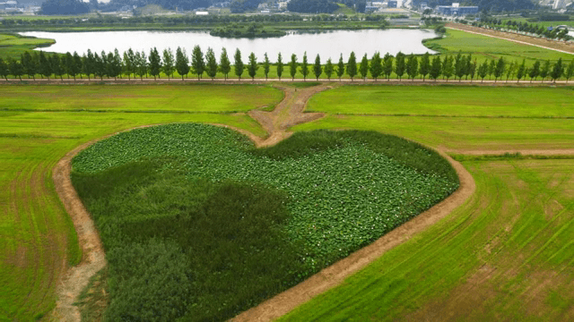 고요한 호수 근처의 하트 모양 들판