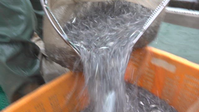 시설에서 처리 용기에 부어지는 신선한 멸치