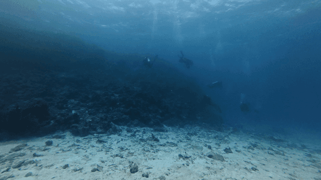 Divers exploring coral reefs