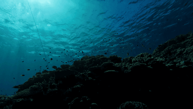 Underwater scene with coral reefs and fish