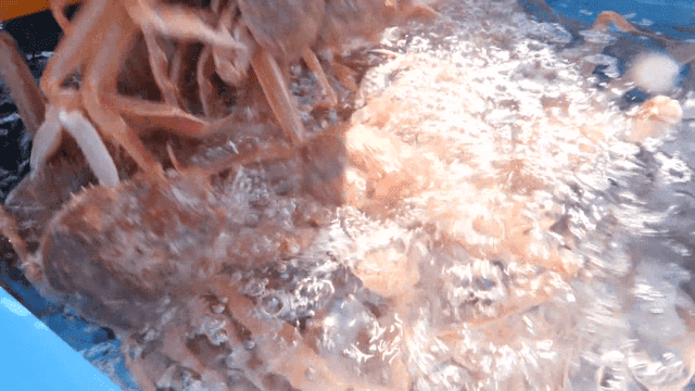 파란 어획 통에 쏟아지는 게들