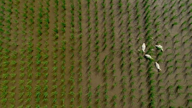 Ducks Crossing the Rice Fields Along the Ridge