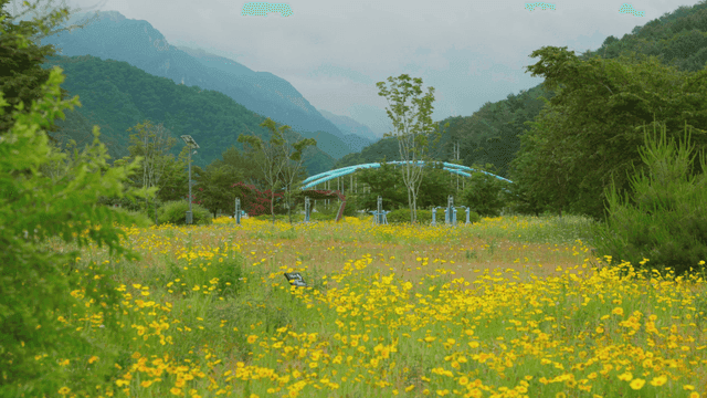 산이 보이는 노란 꽃밭