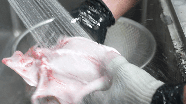Pufferfish washing in running water