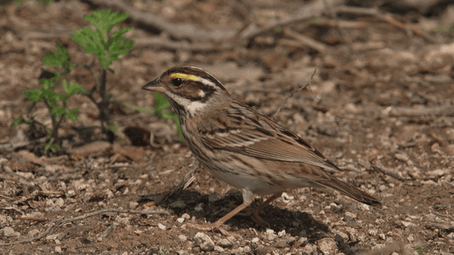 Small sparrow on the ground