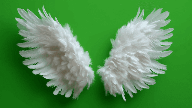 녹색 배경에 하얀 깃털 날개