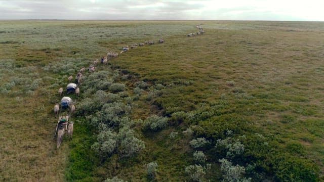 Caravan of Reindeer in Vast Open Landscape