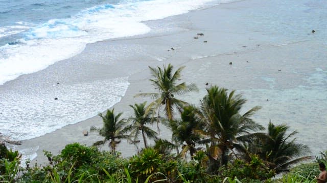 Coastal view with palm trees and waves crashing onto the shore