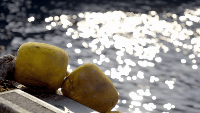 Yellow buoys floating by the shimmering sea