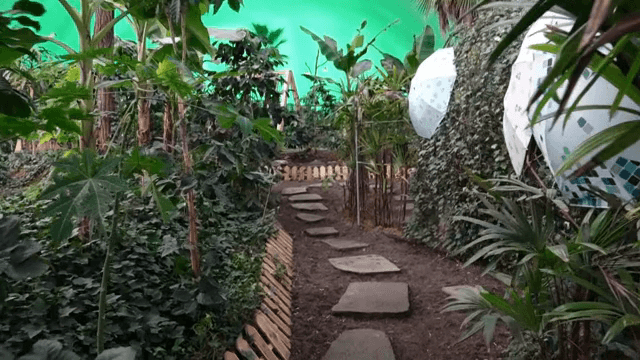 돌길이 있는 무성한 온실