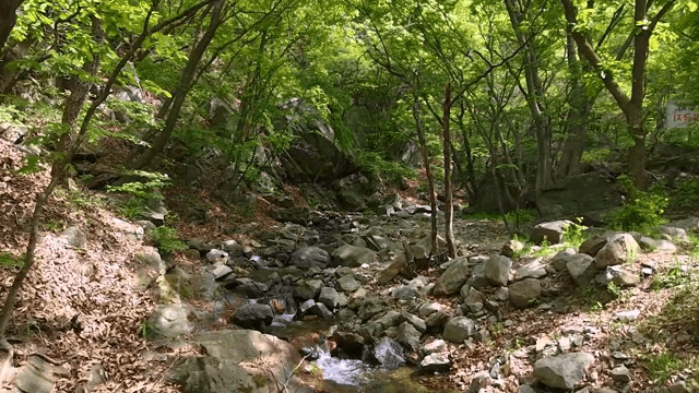 바위가 있는 고요한 숲 속 개울