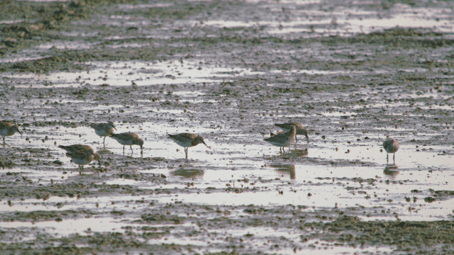 진흙 습지에서 먹이를 찾아 모인 도요새들
