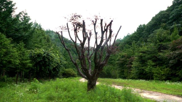 Solitary tree in a lush green forest