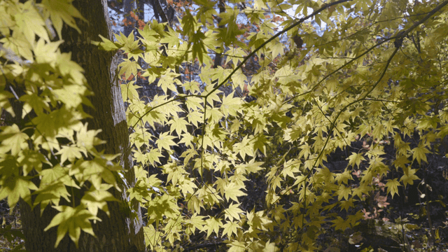 Green maple leaves hanging from branch