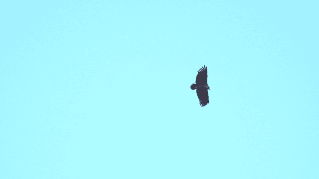 Eagle flying in clear sky