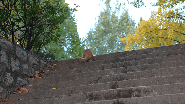 Cat climbing outdoor stone steps