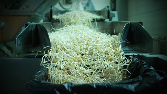 Bean sprouts processed in a food factory