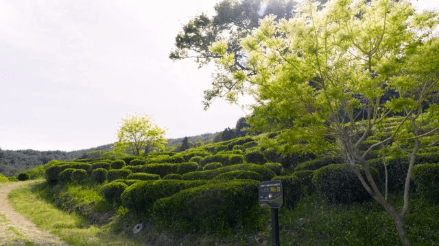 lush green tea fields with a lone tree