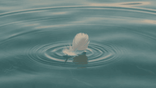 고요한 물 위에 떠 있는 깃털