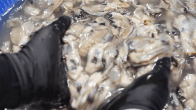 Oysters being washed with gloved hands