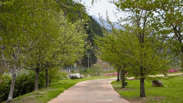 푸른 나무가 있는 평화로운 숲길