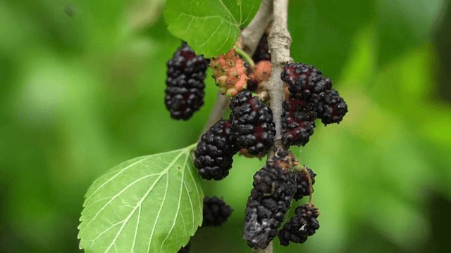 나뭇가지에 익어가는 오디