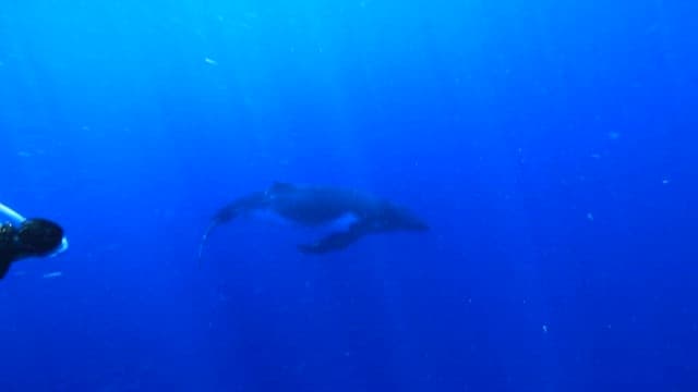 Diver Encounters Whales in Deep Blue Sea