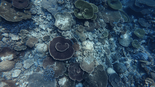 Colorful coral reef tropical underwater