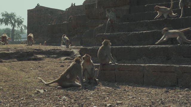 Group of Monkeys Playing on Ancient Stone Ruins in Daylight