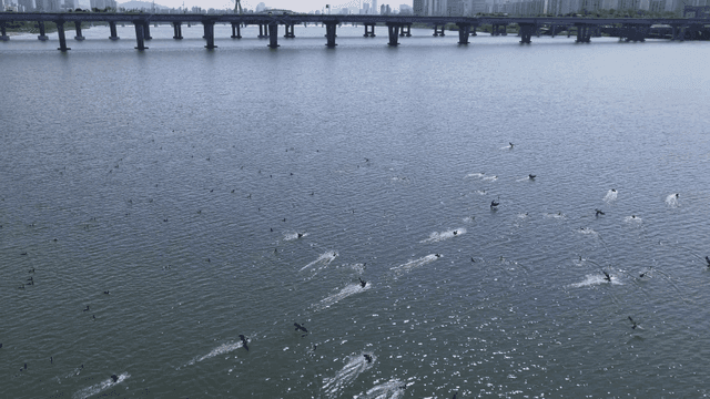 Birds flying over river with bridges and city skyline