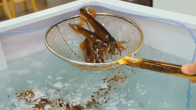 Squids being caught in a water tank