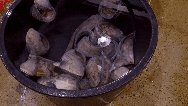 Live hagfish in basin of water