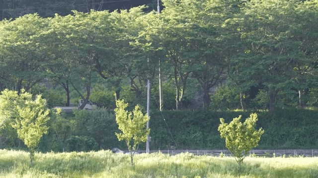 Lush green forest with trees and grass