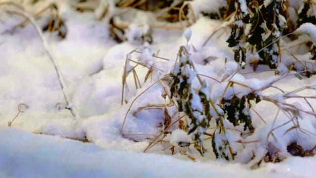 Dry plants covered in white snow on a cold morning