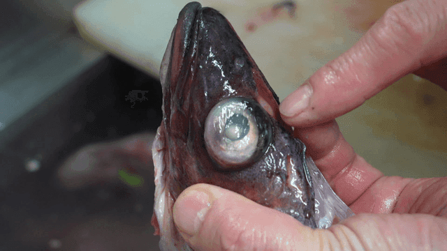 Close inspection of frozen fish head
